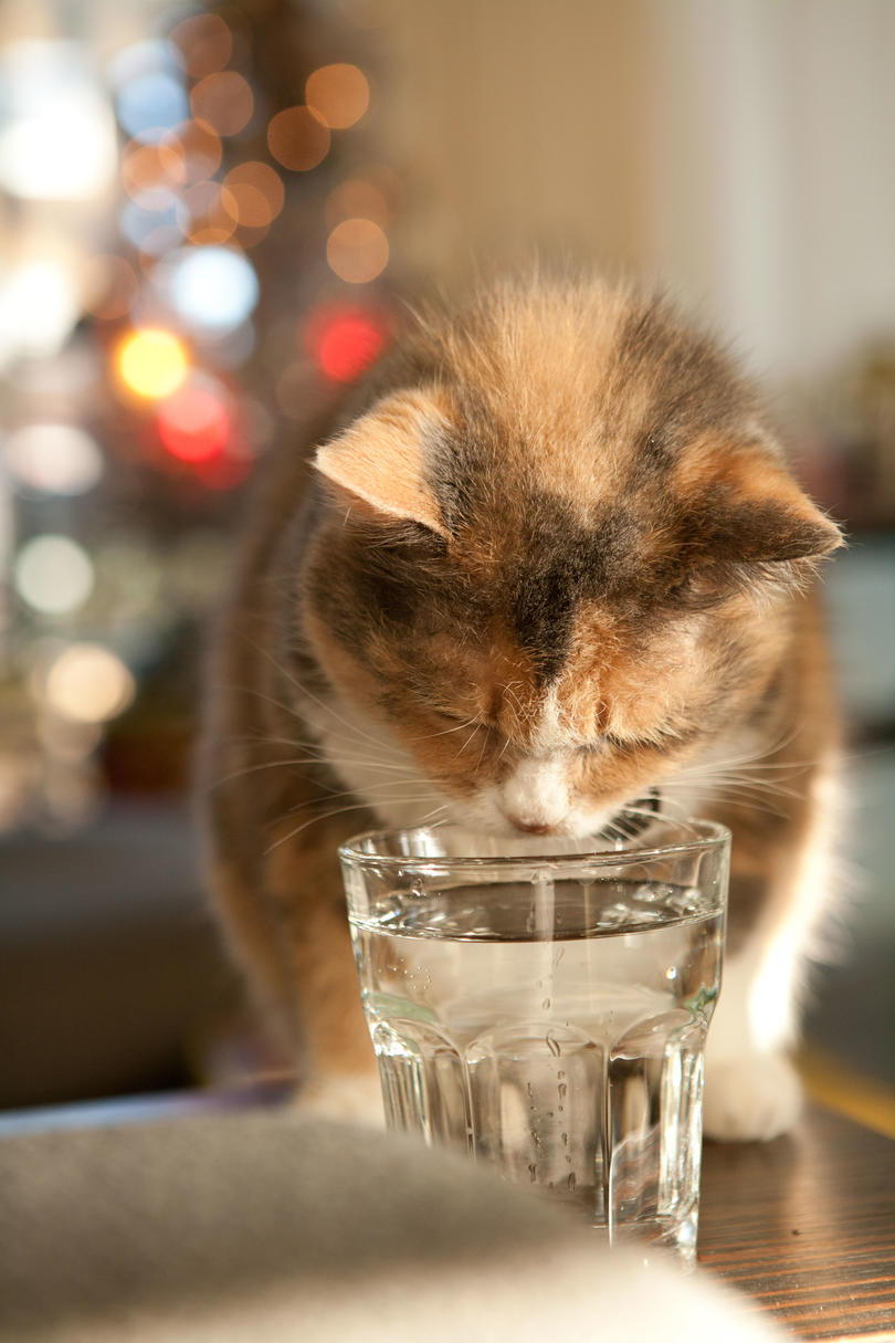 Πορτοκάλι Cat Drinking from Glass