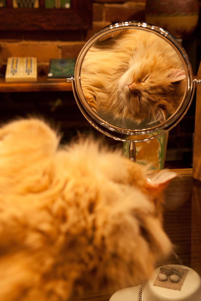 नारंगी Cat Looking in Mirror