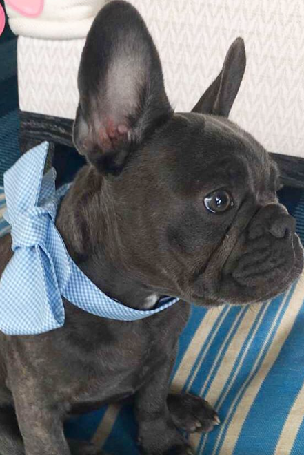 Papar Dog Bow Tie Collar