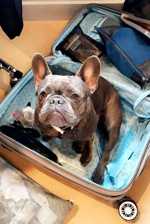 Papar the Dog Packs Reese's Suitcase