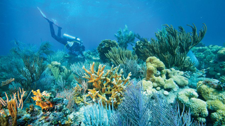 Savršenstvo Reef in Dry Tortugas National Park
