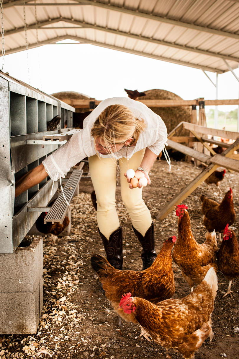 Ξεφλουδίζων Farms. Woman (Marianna Peeler) is gathering eggs in chicken coop.