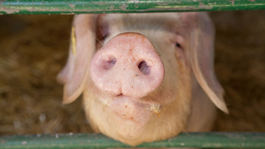 सूअर sticking nose through gate