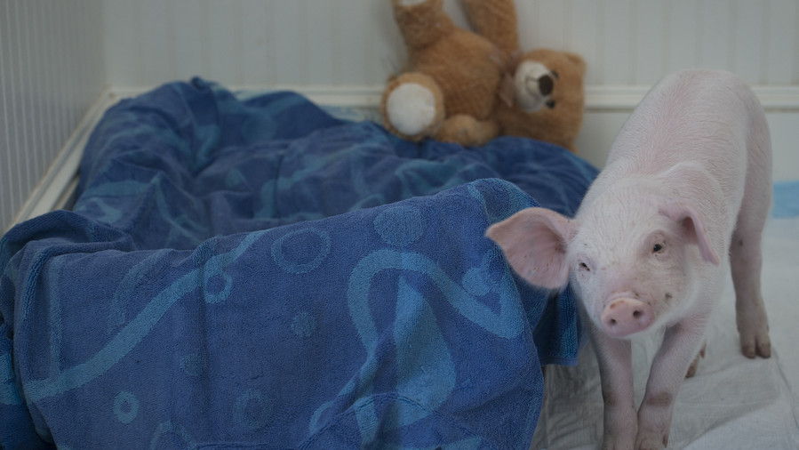 svinja next to bed with teddy bear