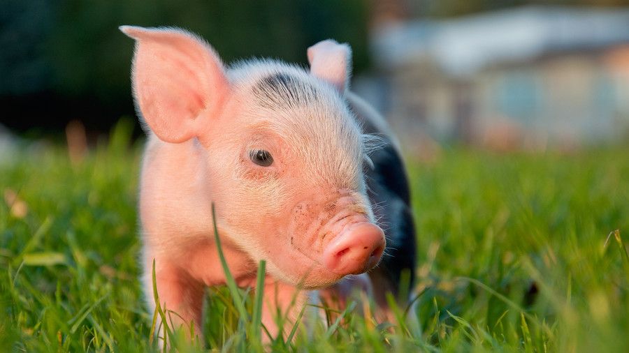 सूअर का बच्चा walking in grass field