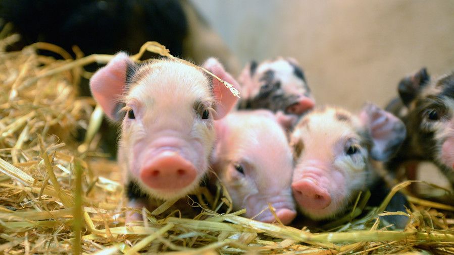 सूअर के बच्चे in hay