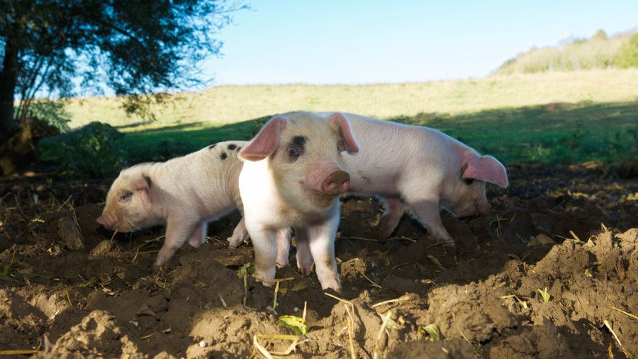 τρία pigs in mud