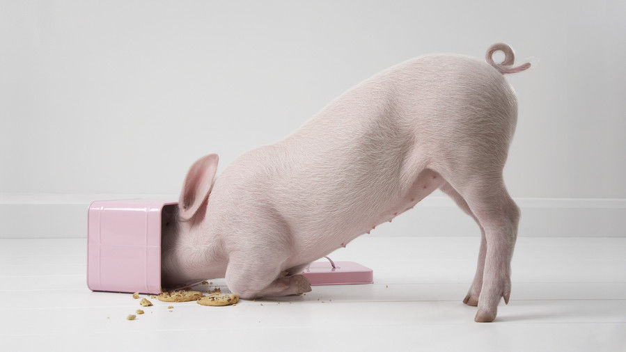 गुलाबी pig eating cookies