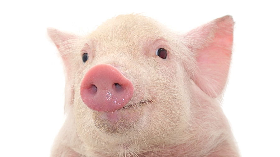 गुलाबी pig face