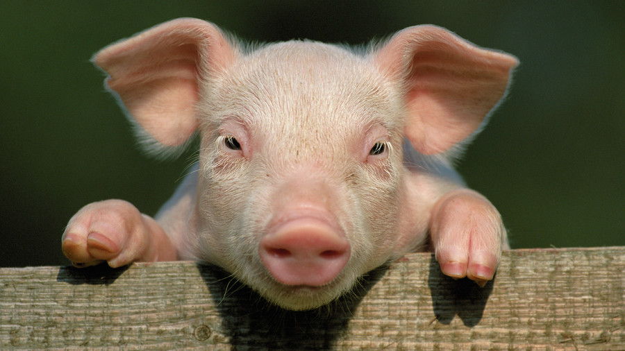 ružičasta pig leaning on wooden fence