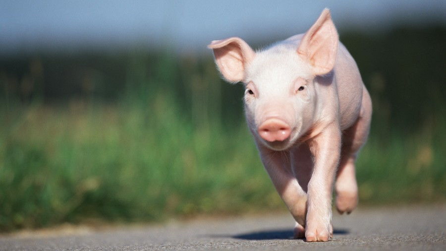 गुलाबी pig running down road