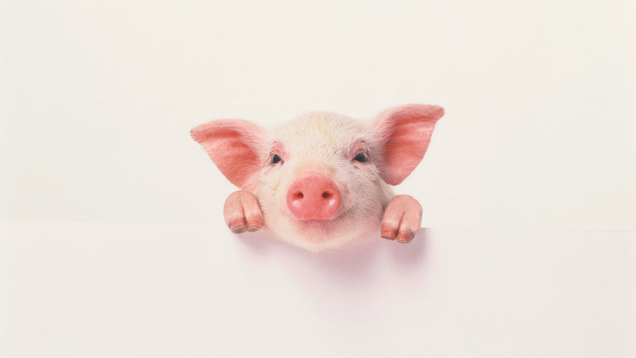 ροζ pig with smiling face