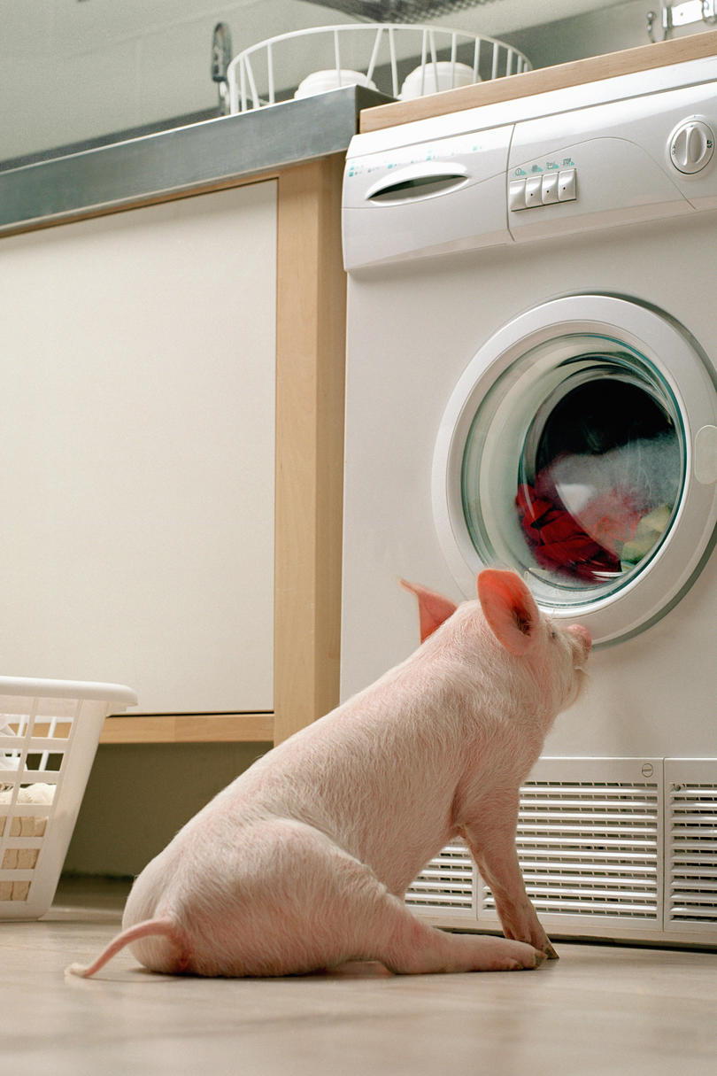 गुलाबी pig watching dryer