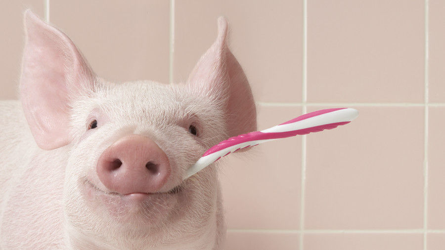ροζ pig with toothbrush