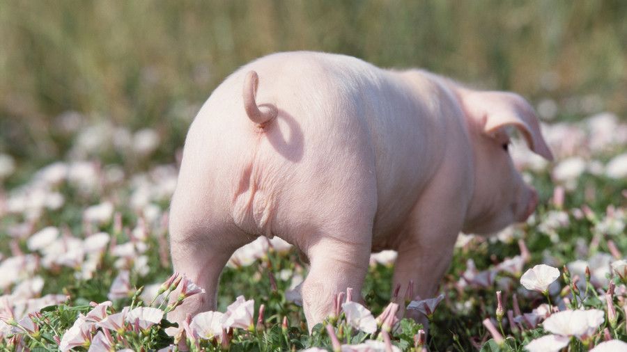 ροζ piglet walking in field of flowers