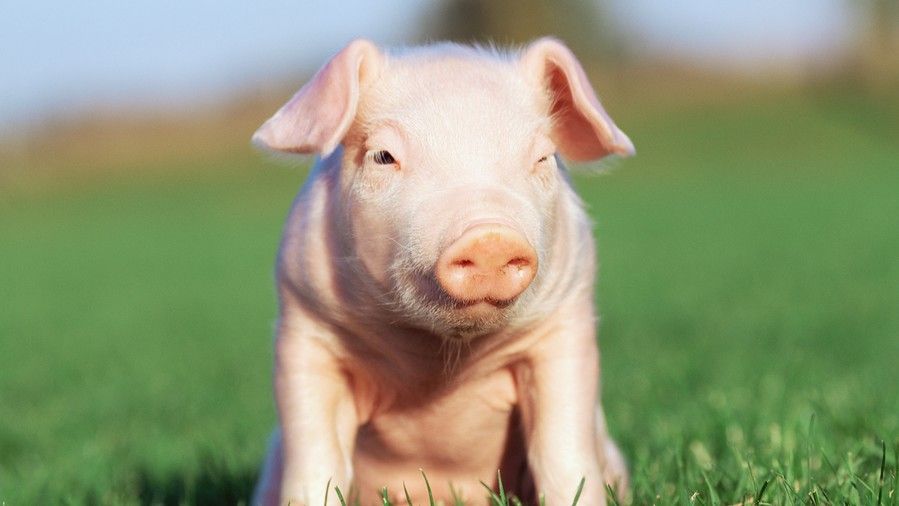 ροζ piglet sitting in grass field