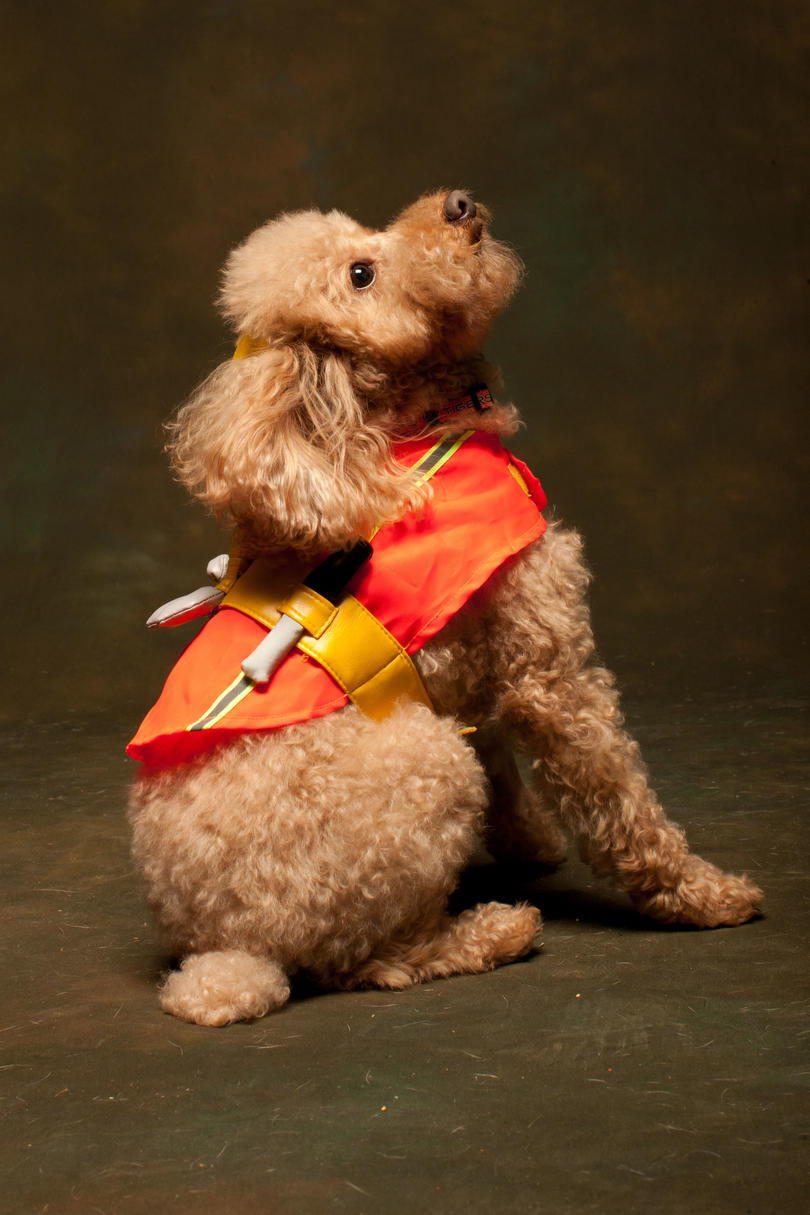 poodle in halloween costume