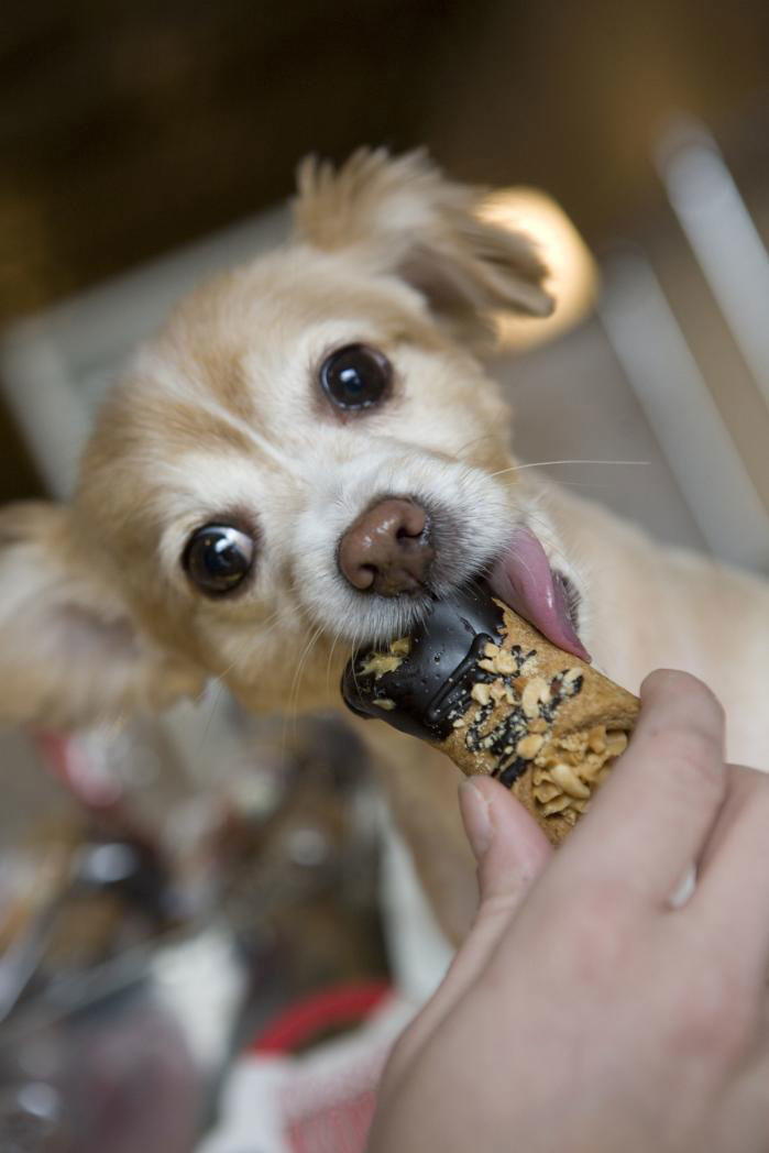 कुत्ते का बच्चा eating dog treat