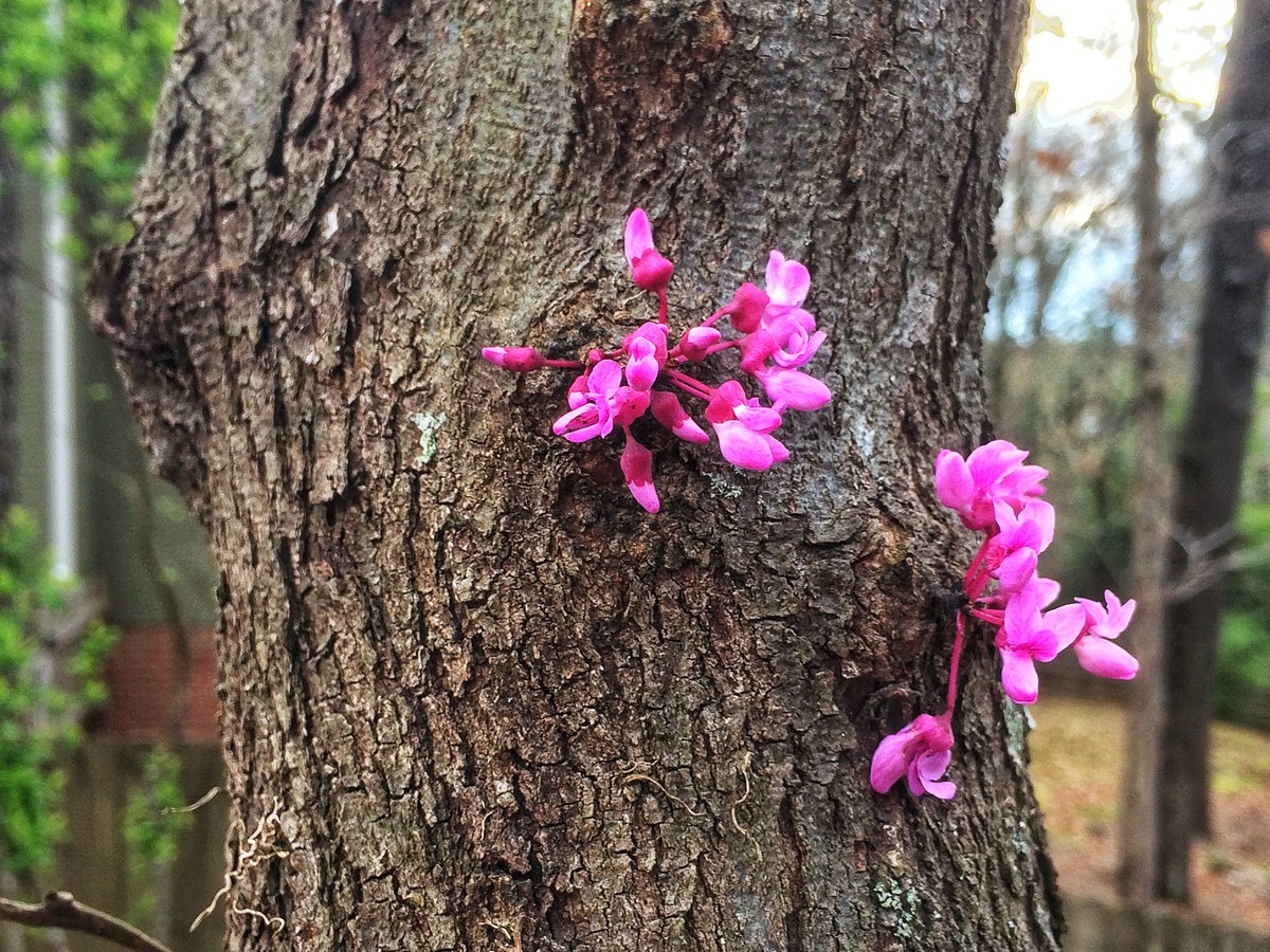 Redbud Tree Blooms