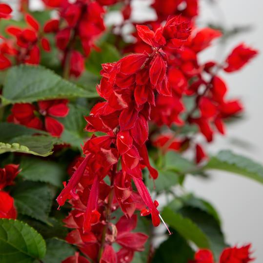 सजीव Red Salvia