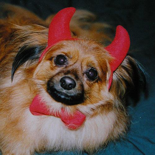 Διάβολος Dog