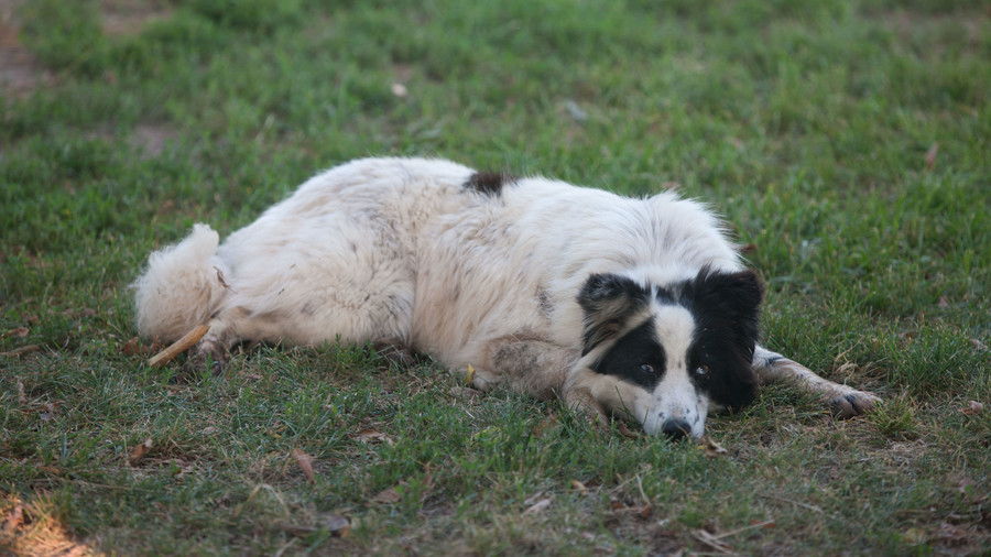 चरवाहा dog laying down