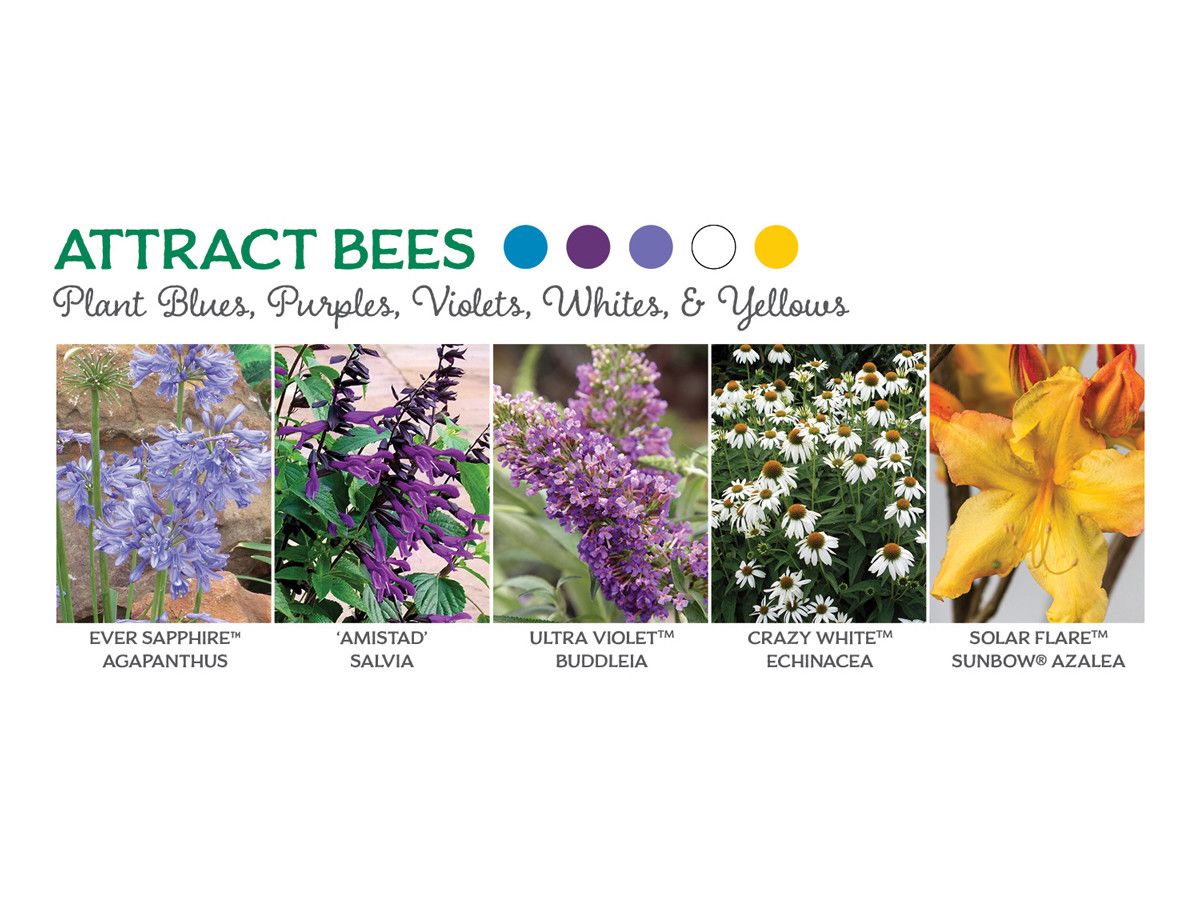 पुष्प that Attract Bees