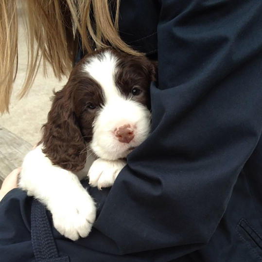 Cutest Puppy Being Held