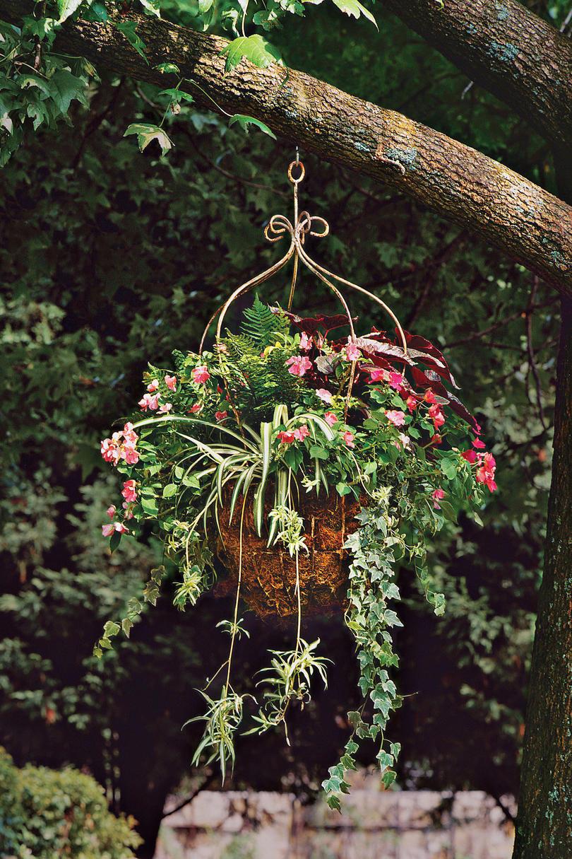 Impatiens, Spider Plant, Begonias, Ferns & Ivy