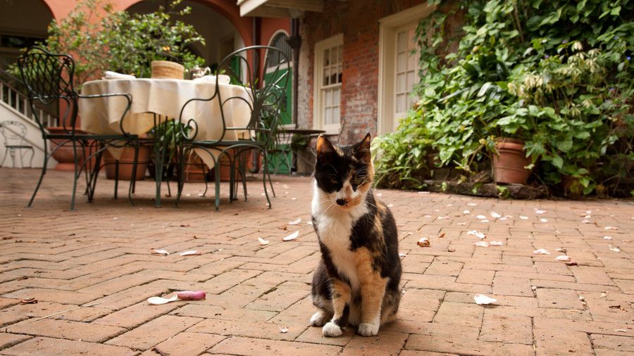 Ραβδωτό ύφασμα Cat in Courtyard