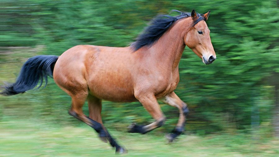 preplanulost horse galloping