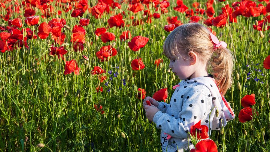 थोड़ा child girl in field with red poppy flowers
