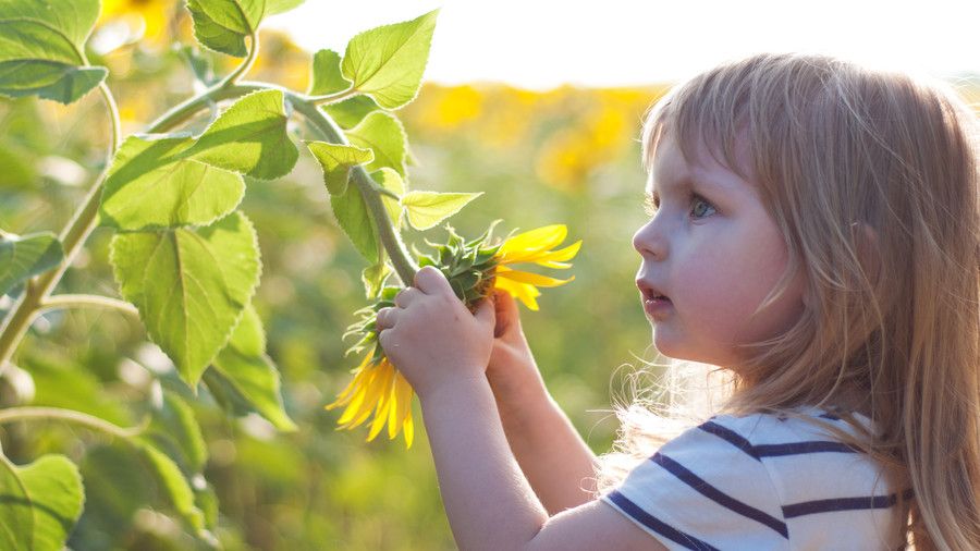 vähän girl on the field of sunflowers