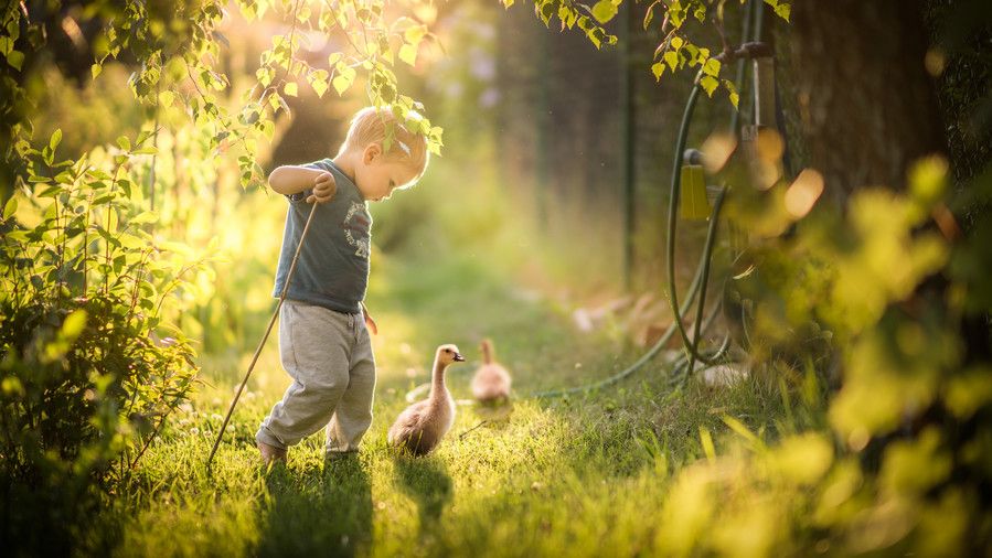 बच्चा Walking with Ducks