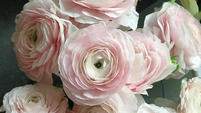 एक प्रकार का फूल Wedding Bouquets Romantic 