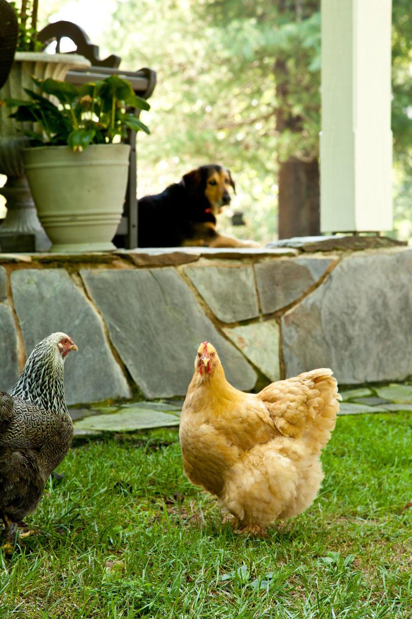 škriljac Hill Farm. Puopolo farmhouse. Close-up of chickens walking on grounds outside of house.