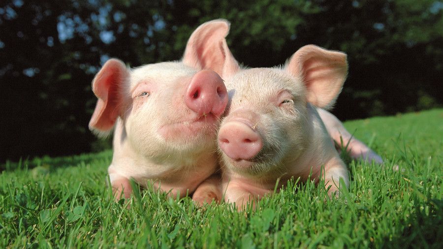 सूअरों in grass field