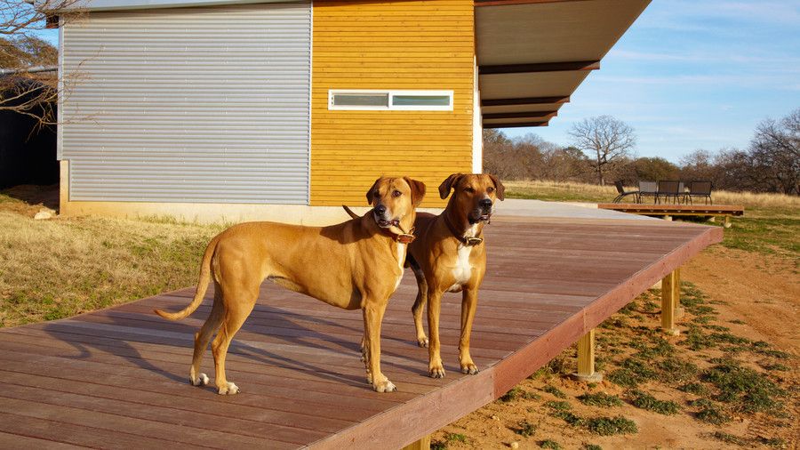 दो dogs standing on deck.