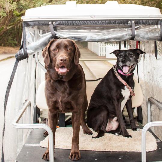 दो dogs on golf cart hilton head