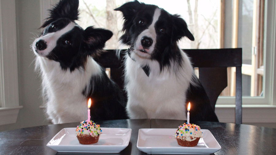 दो dogs with cupcakes