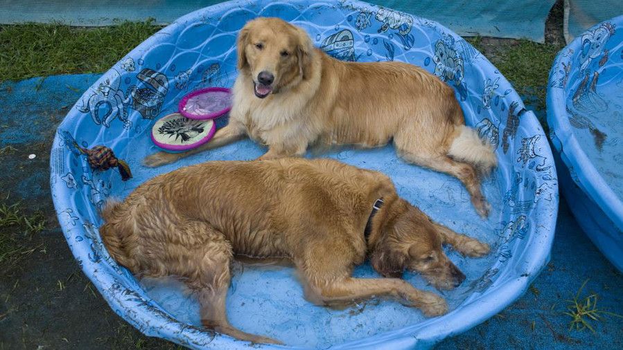 दो golden retrievers in baby pool