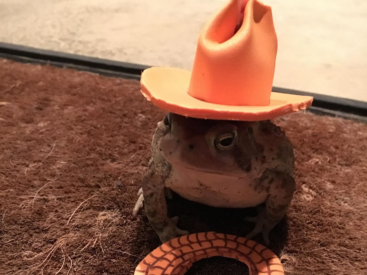 टोड with Hats Cowboy Hat