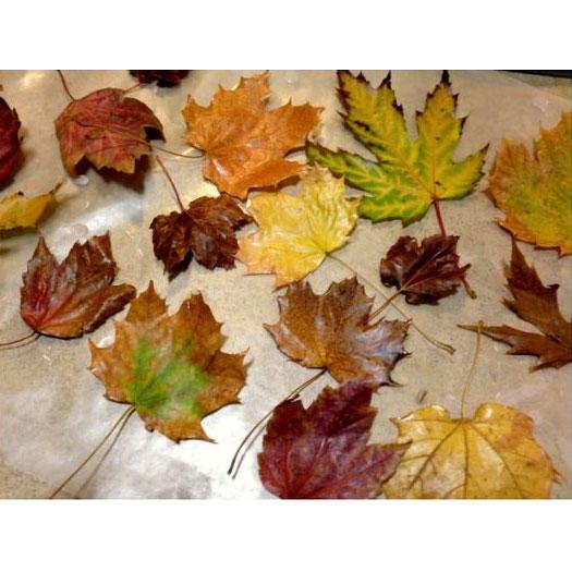 वैक्सिंग Fall Leaves