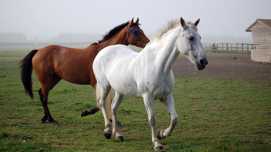 smeđ and white horses trotting in field