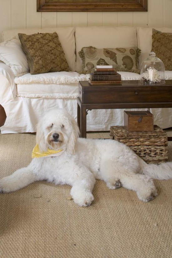 सफेद dog in living room