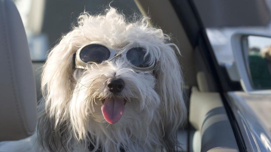 सफेद dog wearing sunglasses in car