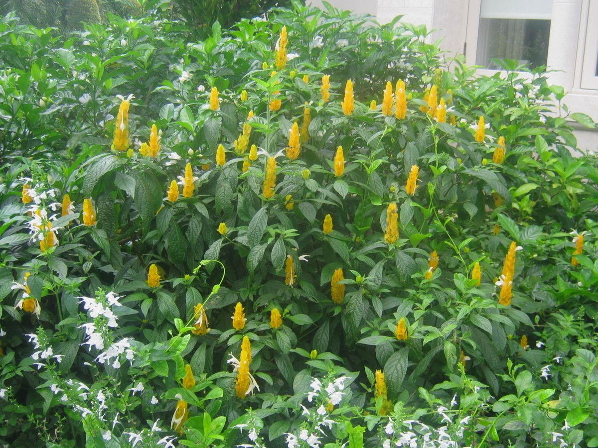 κίτρινο-γαρίδα-φυτό-002_phixr.jpg