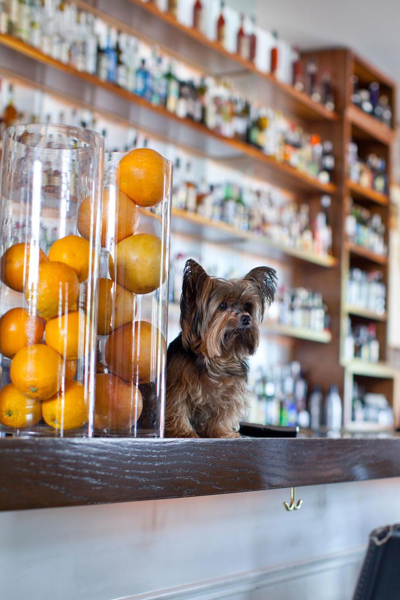 आंतरिक of Cure bar showing yorkshire terrier standing on bar counter.